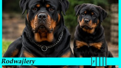 Rodwajlery